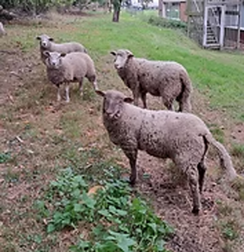 Projet "éco pâturage" - Mouton dans une prairie