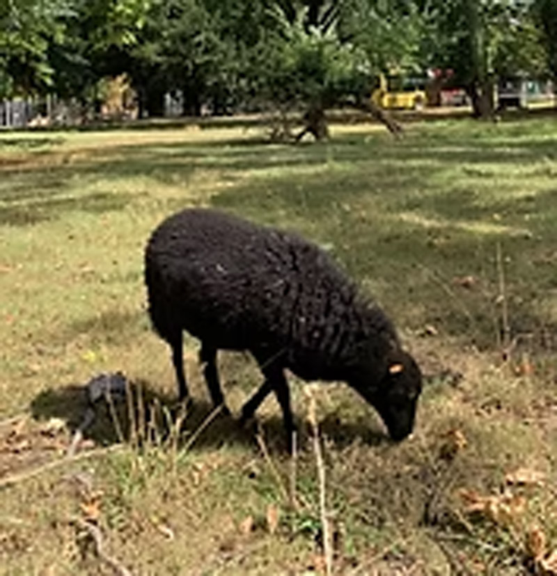Mouton noir dans une prairie