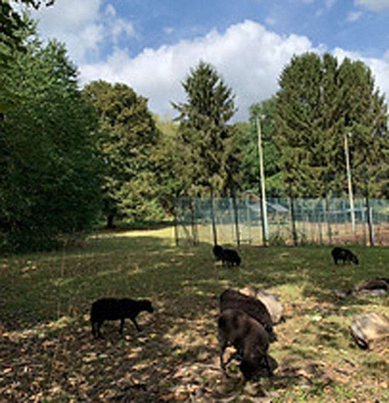 Projet "éco pâturage"